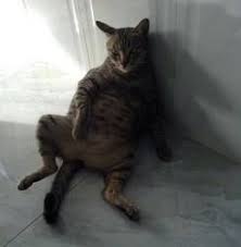 chilling pregnant cat