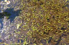 Image result for Aldrovanda