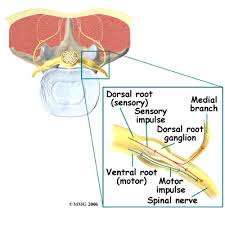 Image result for Radiofrequency Surgery