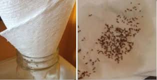 Avec Cette Methode Je N Ai Plus Jamais Revu De Mouche Dans Notre Maison Detournement Produits Menagers Detachant Pour Tapis Trucs Et Astuces Maison