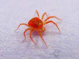 Spider mites are small and often difficult to see with the unaided eye. Giant Red Spider A Photo On Flickriver