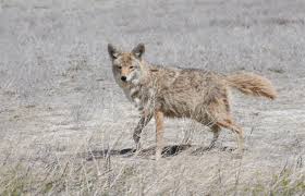 How Can The Pronghorn Cross The Fence? - Cool Green Science
