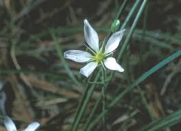 Image result for Parquetina calophylla