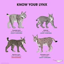 All are raised in a state and federally licenced facility in Know Your Lynxes Wild Cat Species Cute Baby Animals Cat Species