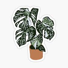 We did not find results for: Variegated Monstera Deliciosa Gifts Merchandise Redbubble