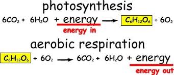 Equations For Photosynthesis Vs Aerobic Respiration Matter Science Photosynthesis Science Infographics