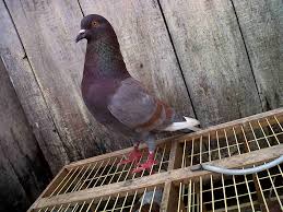 Maybe you would like to learn more about one of these? Burung Merpati Kolongan Jago Turun Detikforum