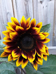 My Beautiful Sunflower In Melbourne Gardening Garden Diy Home Flowers Roses Nature Landscaping H In 2020 Sunflower Garden Gardening For Beginners Home Flowers