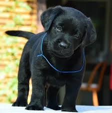 Pin On Aussie Puppies