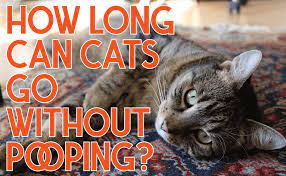 Stage 1 colon cancer has a very good prognosis, and stage 4 is pretty much a death sentence. How Long Can Cats Go Without Pooping Catwiki