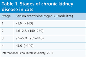 Supporting Quality Of Life In Feline Patients With Chronic Kidney Disease The Veterinary Nurse