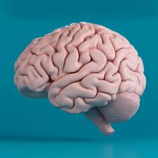 Human Brain 3d Model Brain Painting Brain Art Human Brain