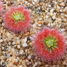 Image result for Drosera pilosa