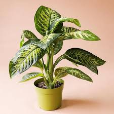 Dieffenbachia Tropic Snow In 2020 Plants Tropical House Plants Snow Plant