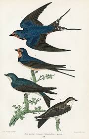 Alexander Wilson Natural History Of Birds Of The United States 1832 Bird Art Print Fauna Illustration Natural History