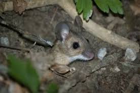 Recette De Grand Mere Pour Tuer Les Rats Et Les Souris