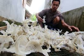 The map created by people like you! Dua Pencuri Sarang Burung Walet Di Medan Diciduk Republika Online