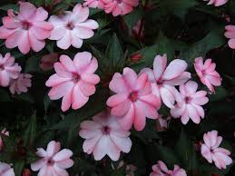 Image result for Impatiens irvingii