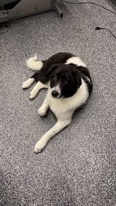 Why go to a dog breeder, cat breeder or pet store to buy. Pet Central Helps Wcia Com