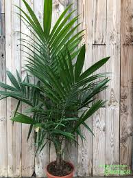 Image result for Elaeis guineensis