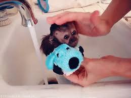 Squirt, a monkey, wanted to make sure he was squeaky clean for his appearance on sheena x. Cute Baby Monkeys List