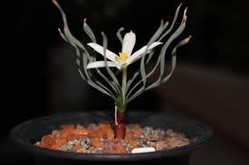 Image result for Gethyllis