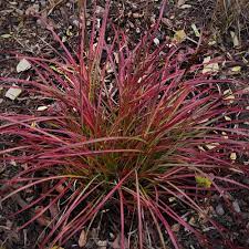 Maybe you would like to learn more about one of these? Ornamental Grass Miscanthus Sinensis Little Miss White Flower Farm