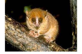 World S Smallest Animals Animals Lemur Mammals