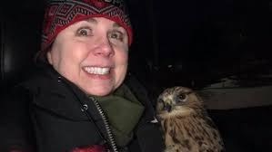 Missing hawk found safe in Kalispell