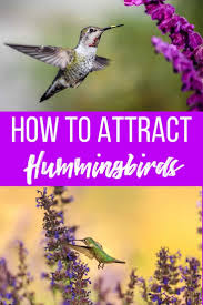 Individual plants make lovely specimens in the garden and groupings are spectacular. How To Attract Hummingbirds And Butterflies To Your Garden The Handyman S Daughter