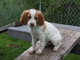 Brittany Spaniel Puppies For Sale Brittany Spaniel Puppies Brittany Spaniel Spaniel Puppies