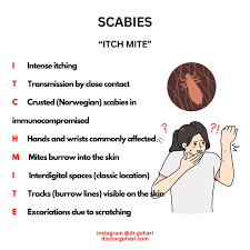 Image result for scabies transmission