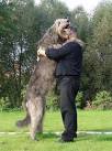 IWCA Irish Wolfhound Rescue - Irish Wolfhound Club of ...