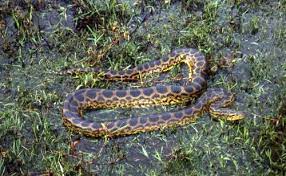 World S Largest Snake Green Anaconda Snake Pictures And Facts Green Anaconda World S Largest Snake Snake