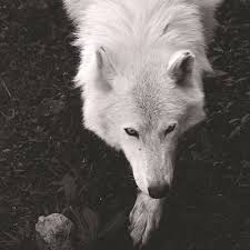 Pin By Vestia On Light Court Elves Werewolf Aesthetic Animals Werewolf