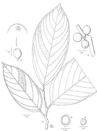 Image result for Strombosia