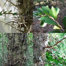 Image result for Scolopia zeyheri