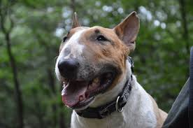 Image result for bulteriér