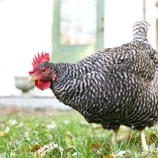 Check spelling or type a new query. How Much Should I Be Feeding My Backyard Chickens Tilly S Nest