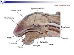 Find quizzes, diagrams, and slide presentations on structures, functions, and systems. Cat Dissection Lab Labeled Images