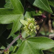 Image result for Passiflora suberosa