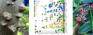 Image result for Zanthoxylum holtzianum