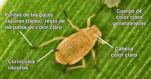 Granos Pagina 11 Panorama Agropecuario