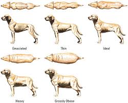 how to evaluate your dogs weight dummies