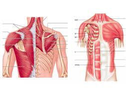 There is a printable worksheet available for download here so you can take the quiz with pen online quiz to learn torso muscles front and back. Game Statistics Torso Muscles Front And Back