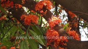 Sita Ashok Tree Flowers From The Trunk Itself Beautiful Indian Flowering Tree Youtube