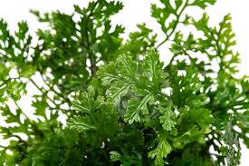 Image result for Bolbitis