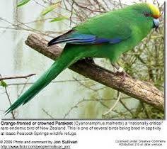 These colourful parrots from australia are in the genus platycercus. 67 Pests Natives Ideas Flightless Bird Birds Pests