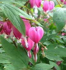 Dicentra Spectabilis Flower Seeds Bleeding Heart Price Per 1 Packet Easy To Grow Flowers Planting Flowers Flowering Trees