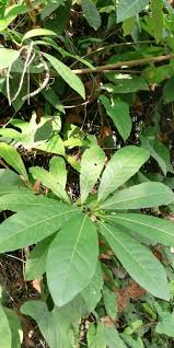 Image result for Uapaca